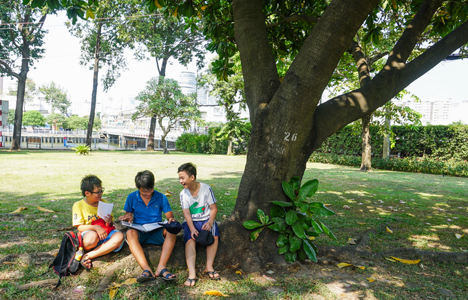 Cây bàng vuông 16 năm tuổi ở Sài Gòn vào mùa nở hoa